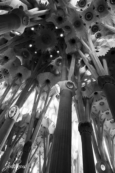 Trees Stone
