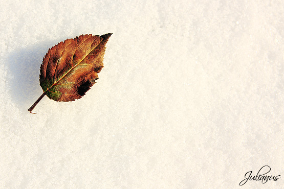 Solitary leaf