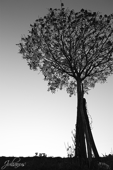 Backlight tree