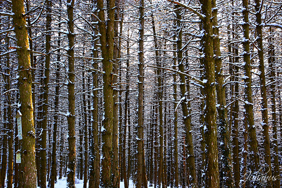 Il silenzio dell'inverno